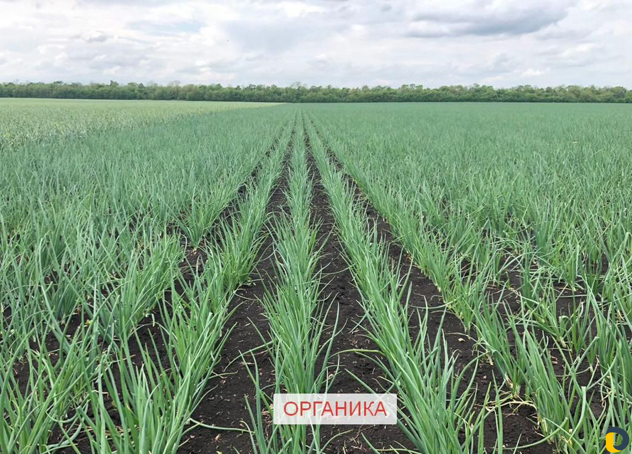 Агроном, Агросопровождение, Агроконсалтинг