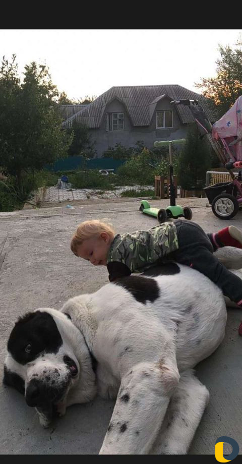 Алабай. Кобель ждет невесту