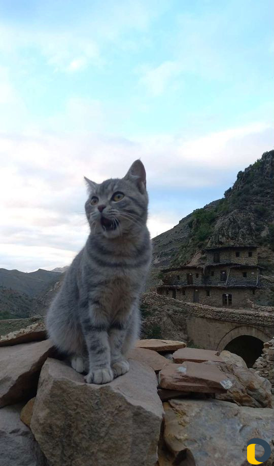 Аренда автомобили с водителем по Дагестану и по Ро