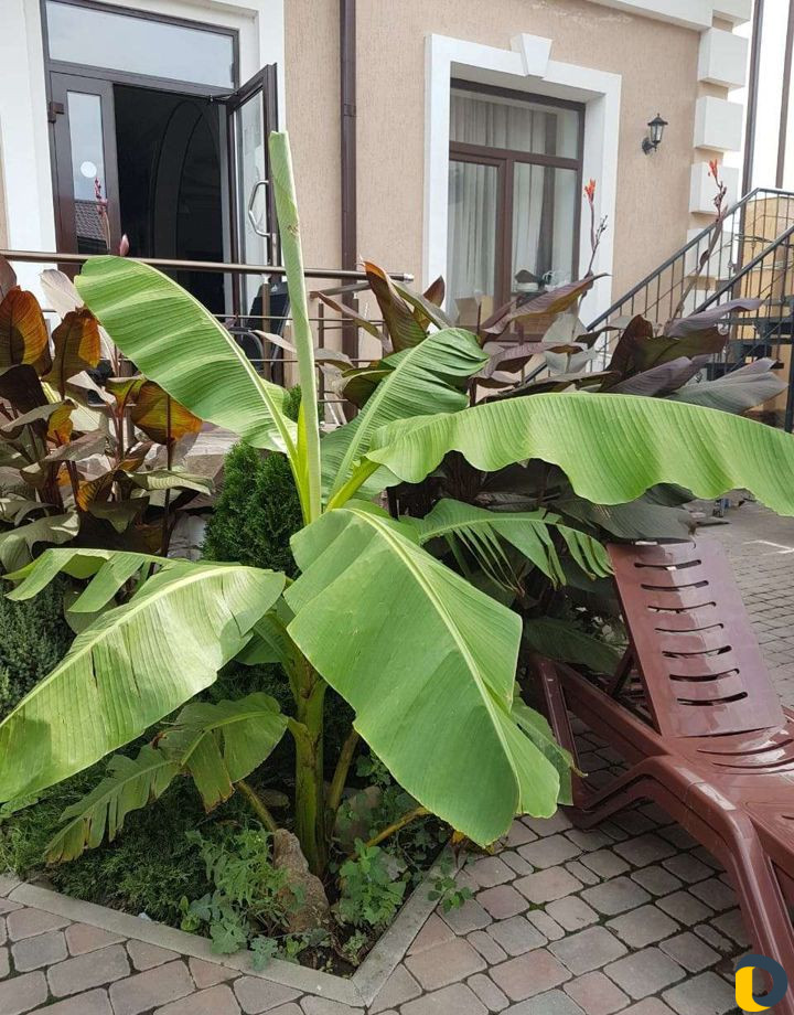 Аренда Коттеджей с бассейнами. Беседки. Банкетный