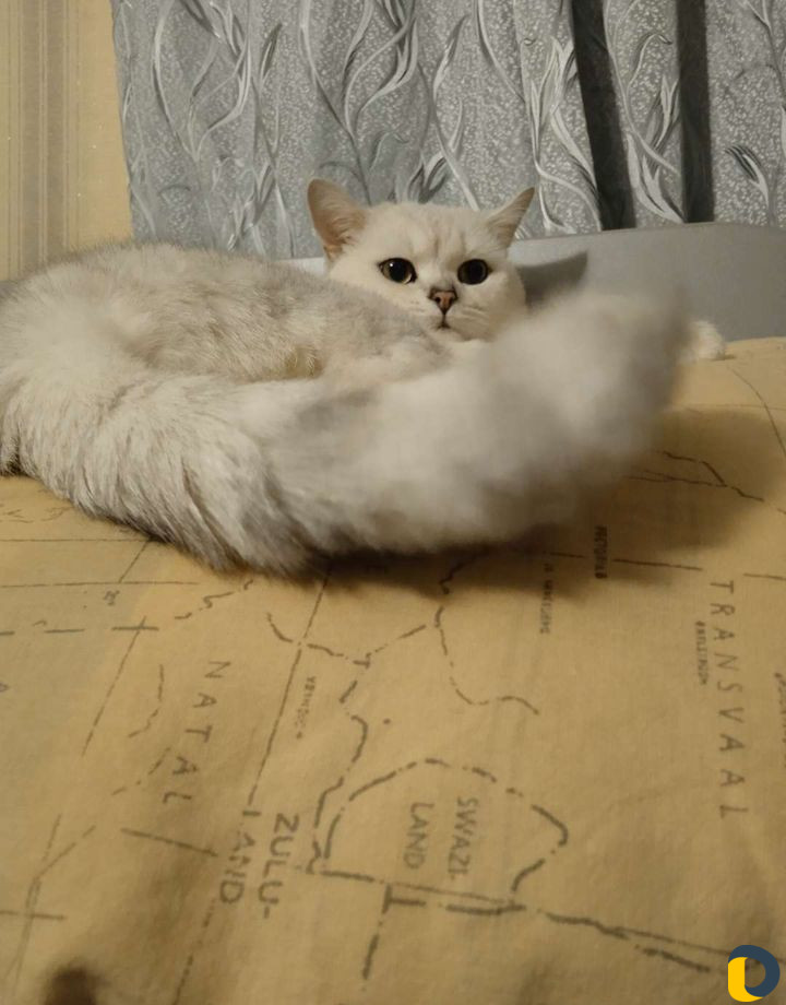 Британский кот вязка
