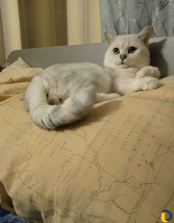 Британский кот вязка