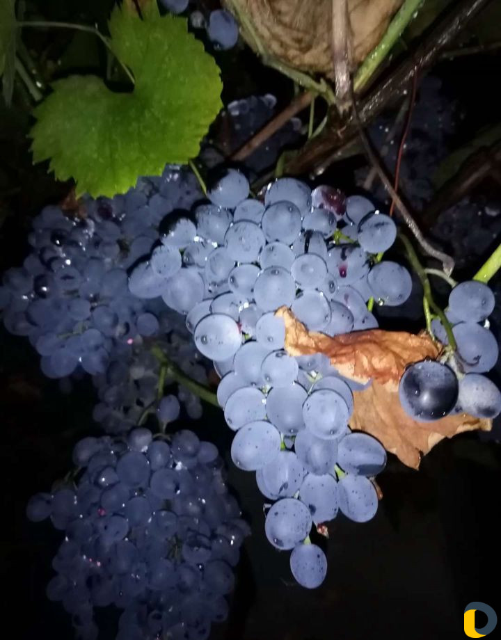 Чебуки винограда