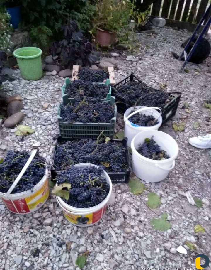 Чебуки винограда