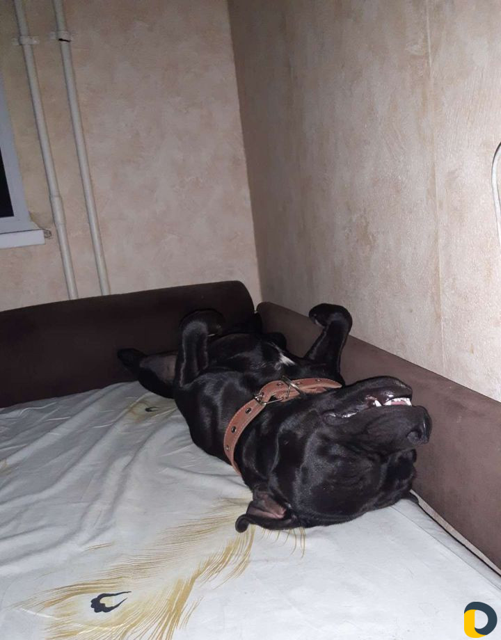 Чёрный читокровный жеребец