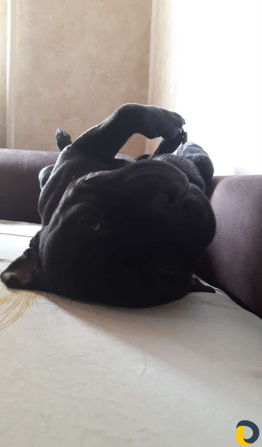 Чёрный читокровный жеребец