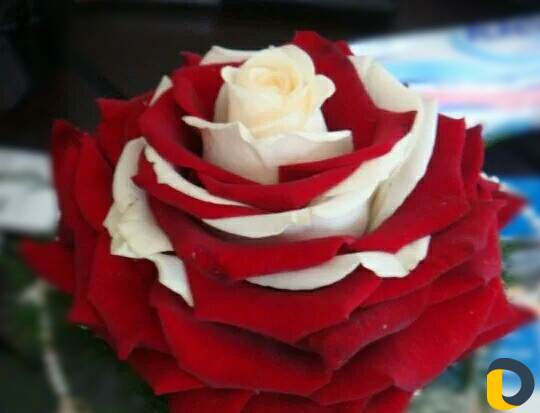 Цветы гиганты