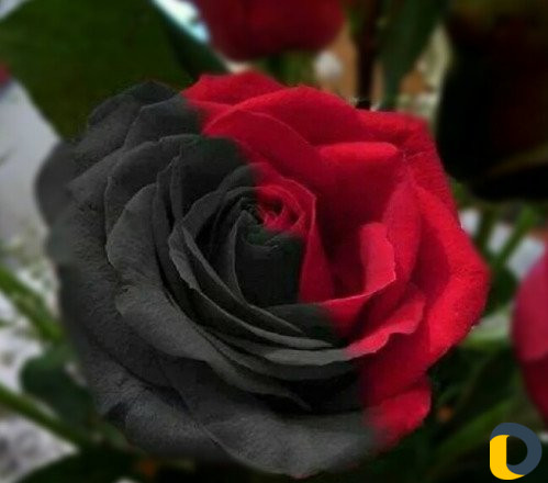 Цветы гиганты