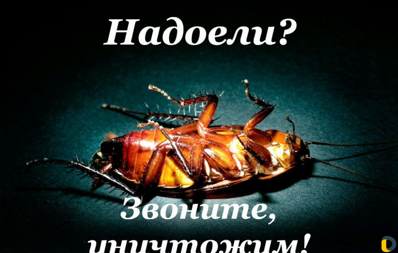 Дезинфекция, дератизация, травля тараканов