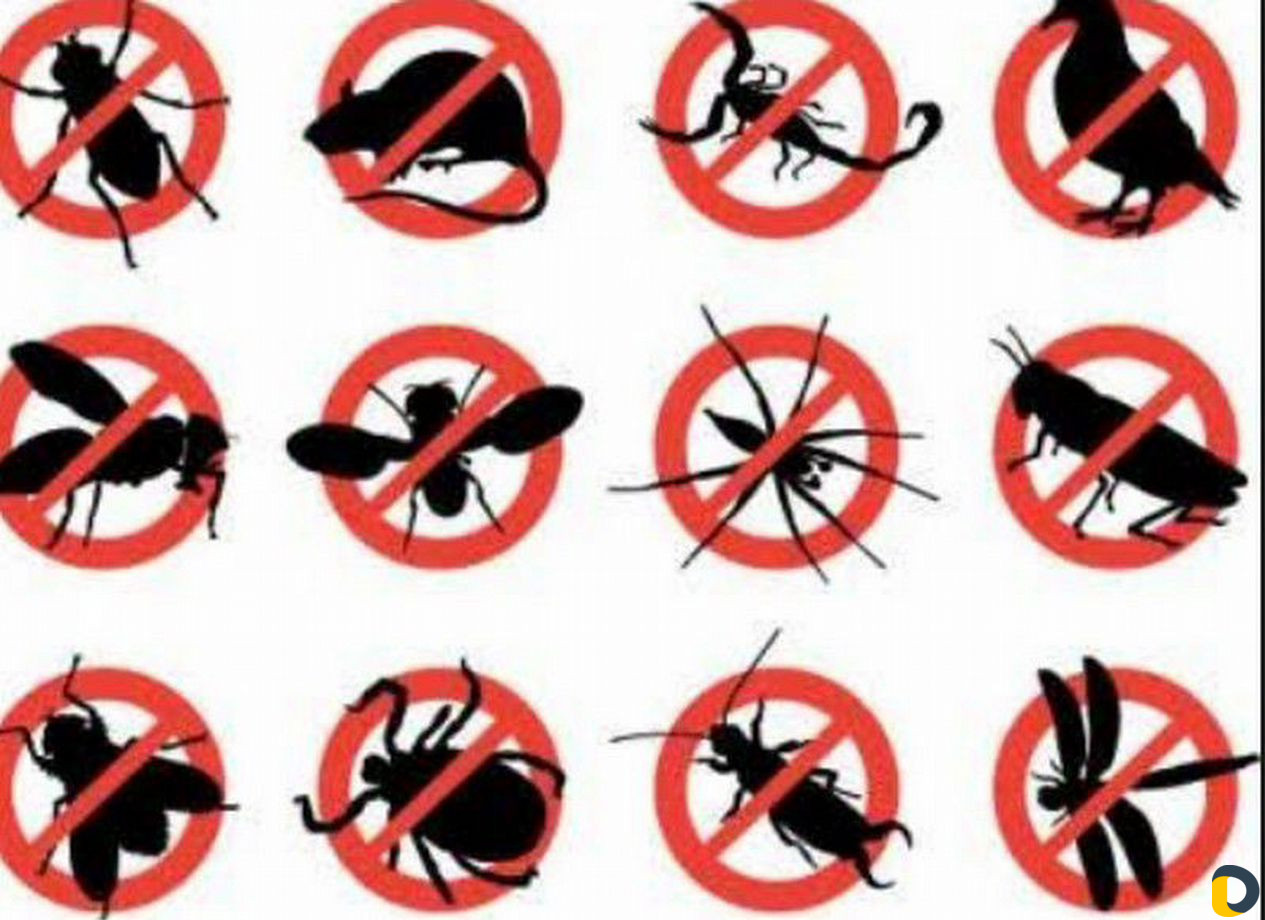 Дезинфекция, дератизация, травля тараканов