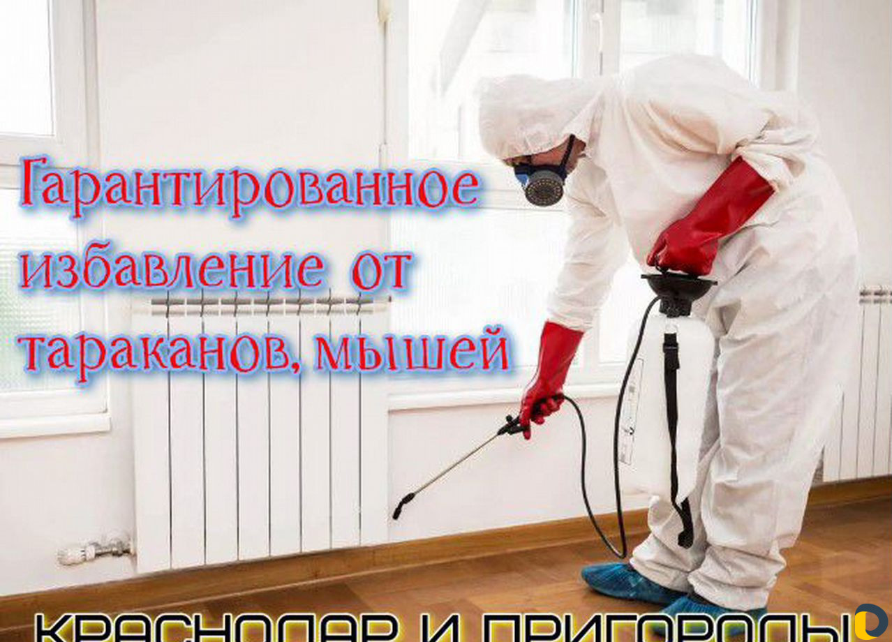 Дезинфекция, уничтожение насекомых, мышей, крыс