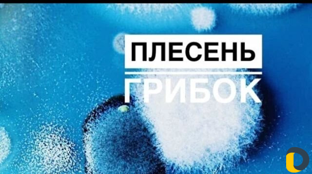 Дезинфекция вирусов озоном