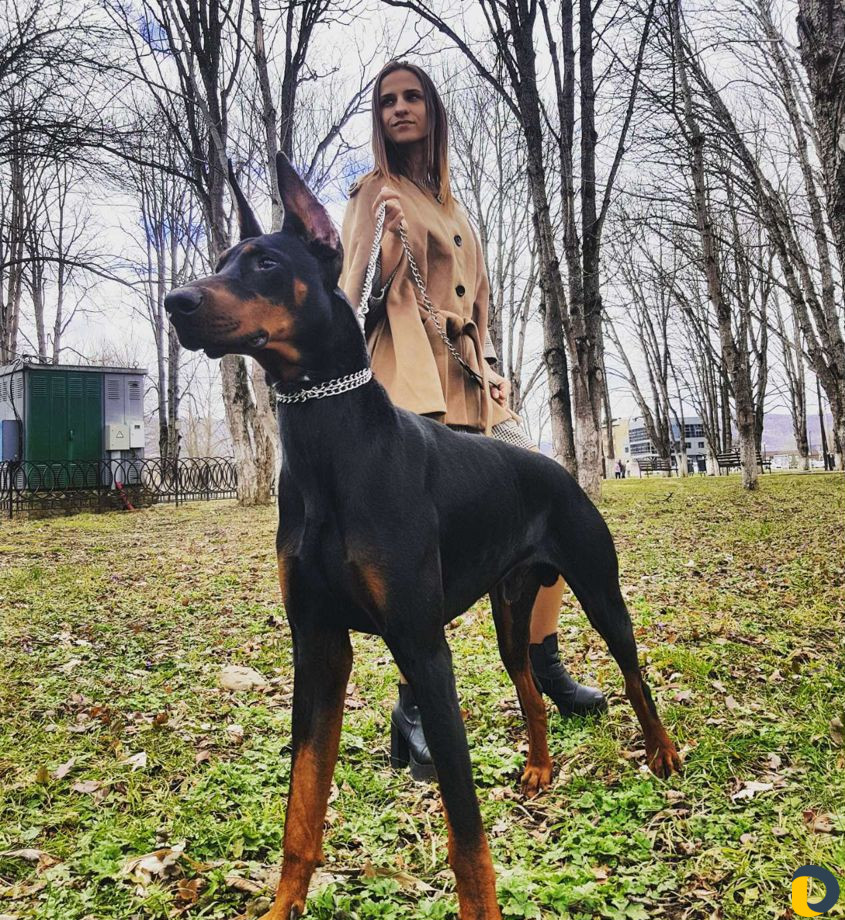 Доберман на вязку и фотосессию