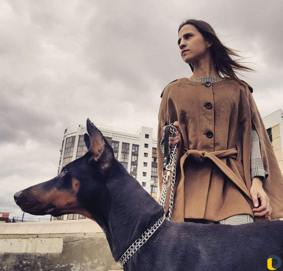 Доберман на вязку и фотосессию