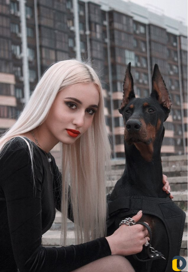Доберман на вязку и фотосессию