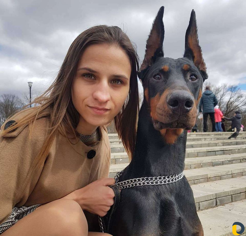 Доберман на вязку и фотосессию