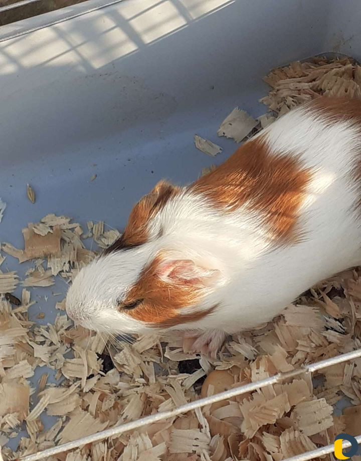 Домики на Азовском море