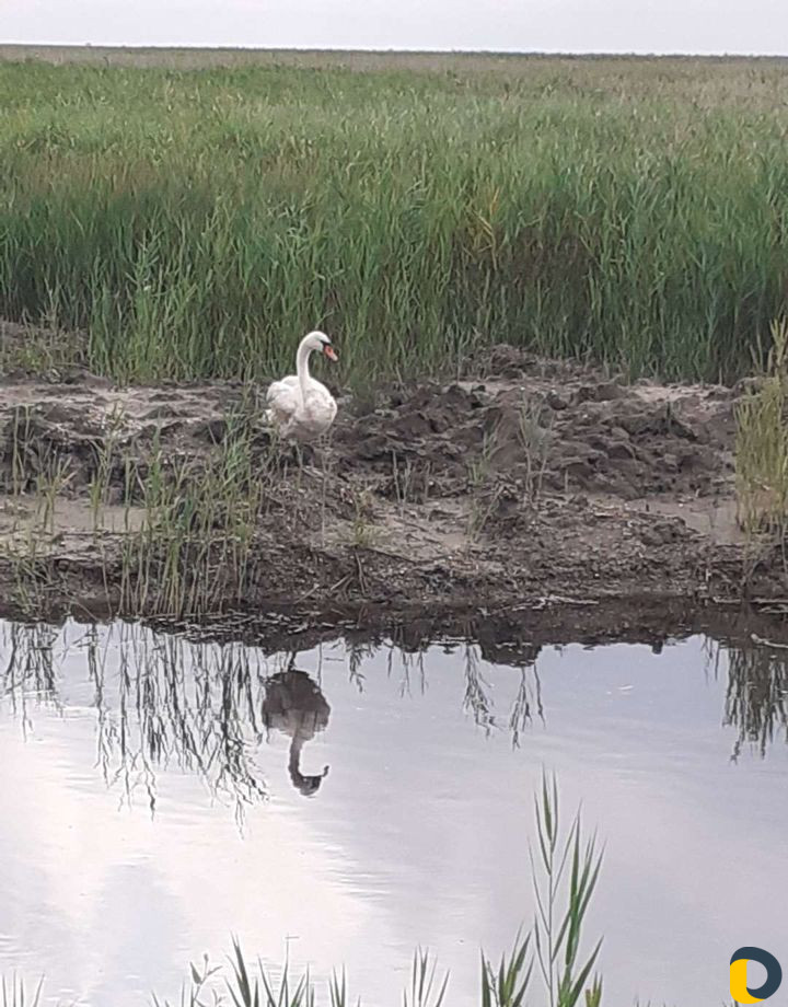 Домики на Азовском море
