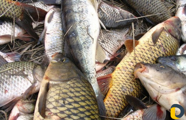 Доставка св.мороженой рыбы частиковых пород Каспия