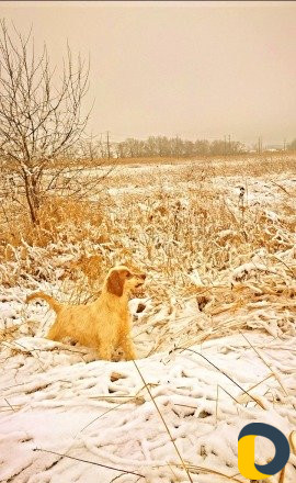 Дресировка и натаска