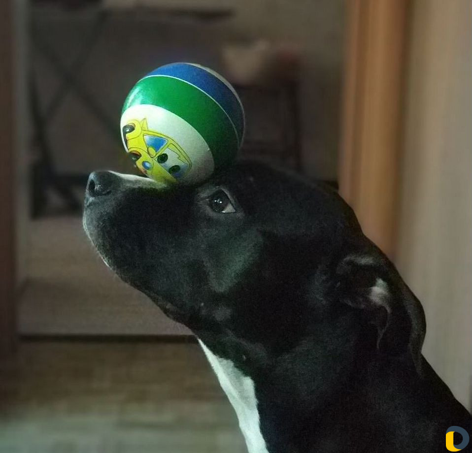 Дрессировка, коррекция, кинолог, зоопсихолог