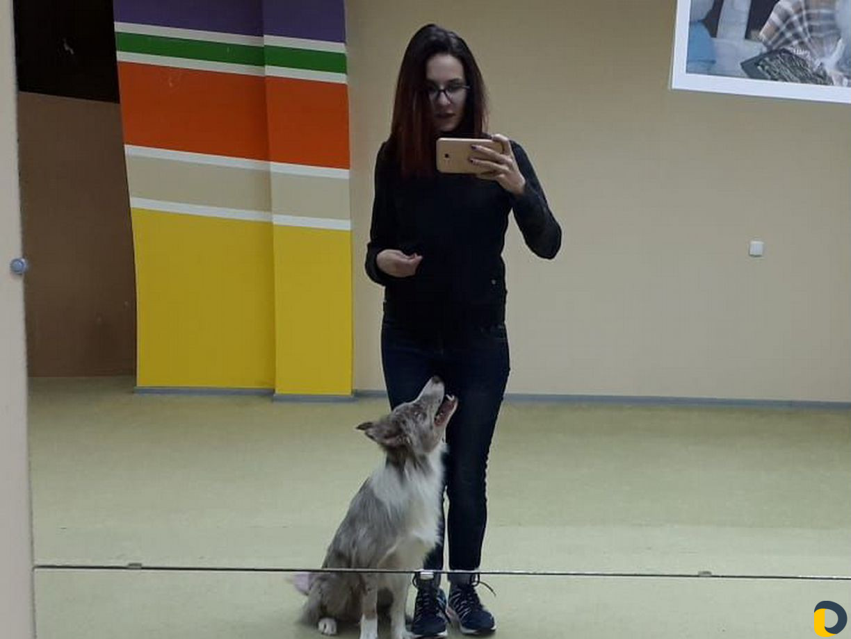 Дрессировка, коррекция, кинолог, зоопсихолог