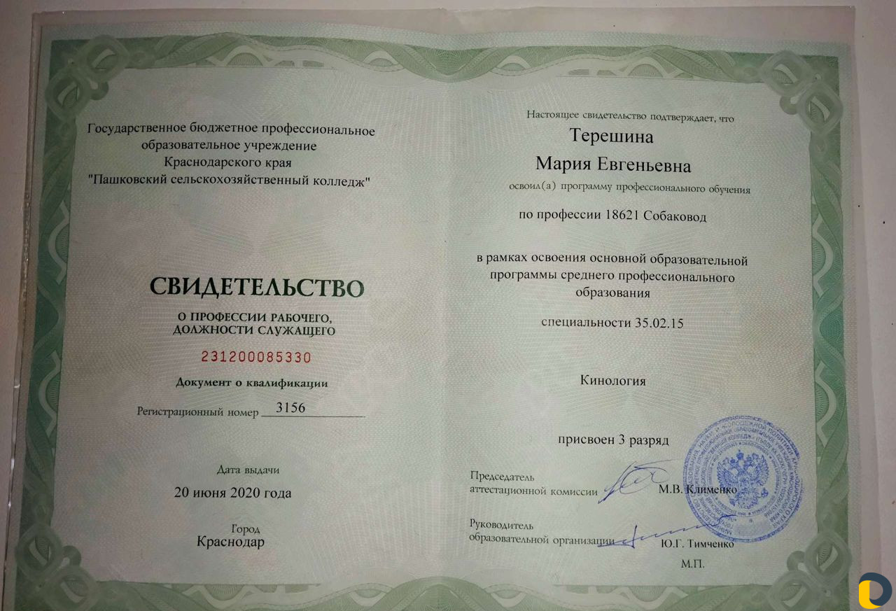 Дрессировка собак. Кинолог