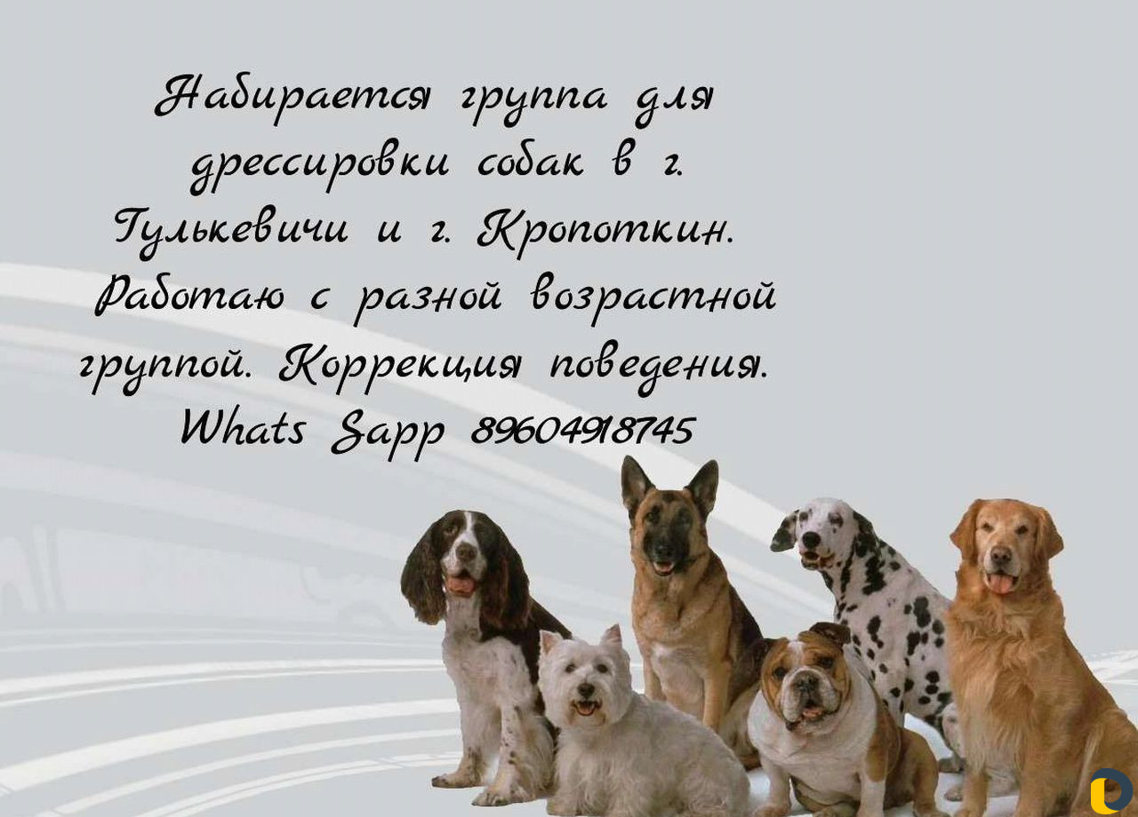 Дрессировка собак, помощь в вязке, хендлинг