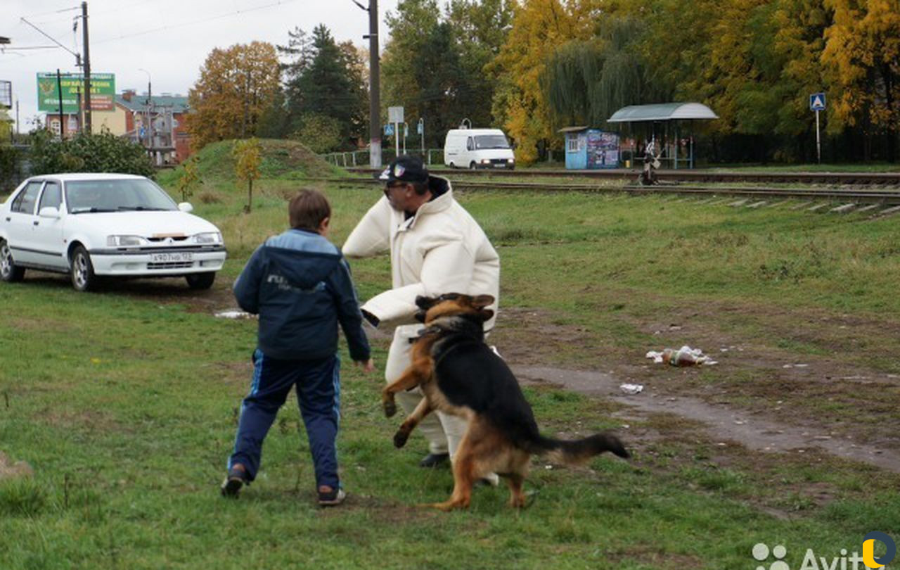 Дрессировка собак