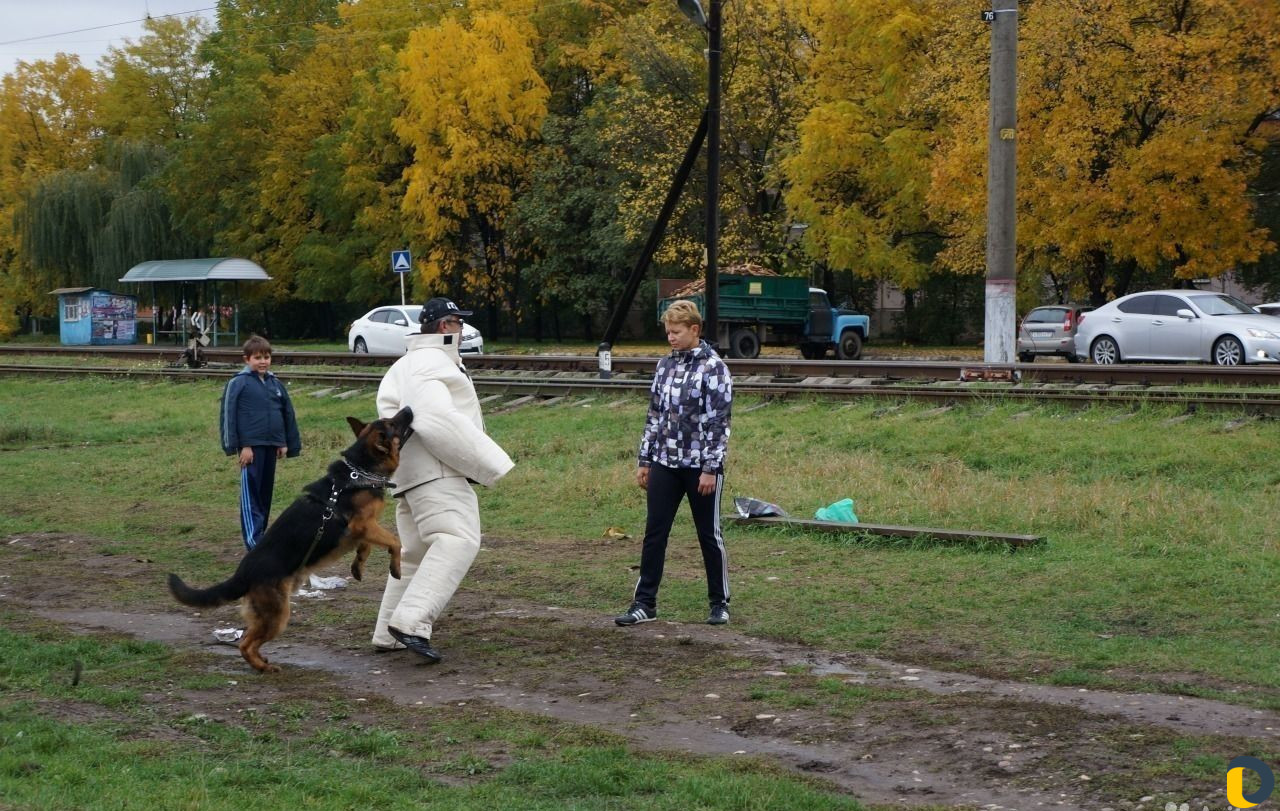 Дрессировка собак