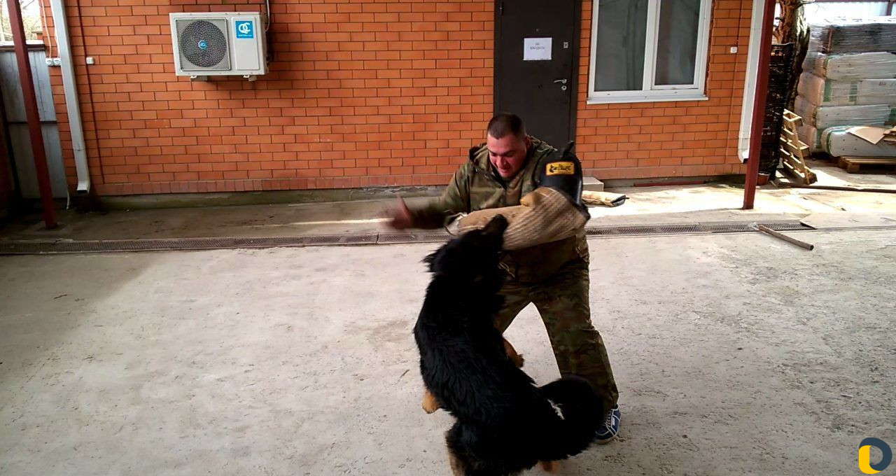 Дрессировка собак