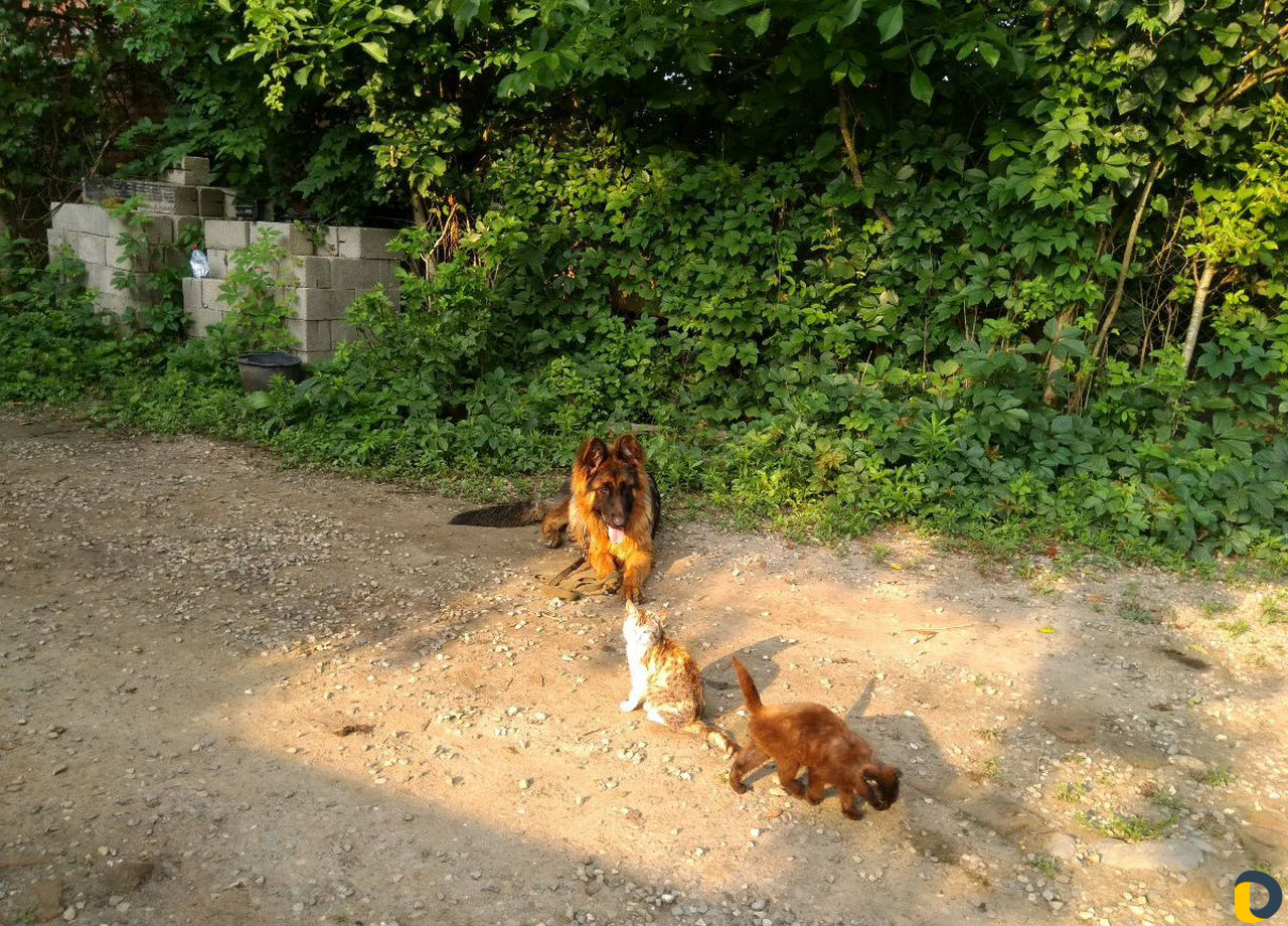 Дрессировка собак