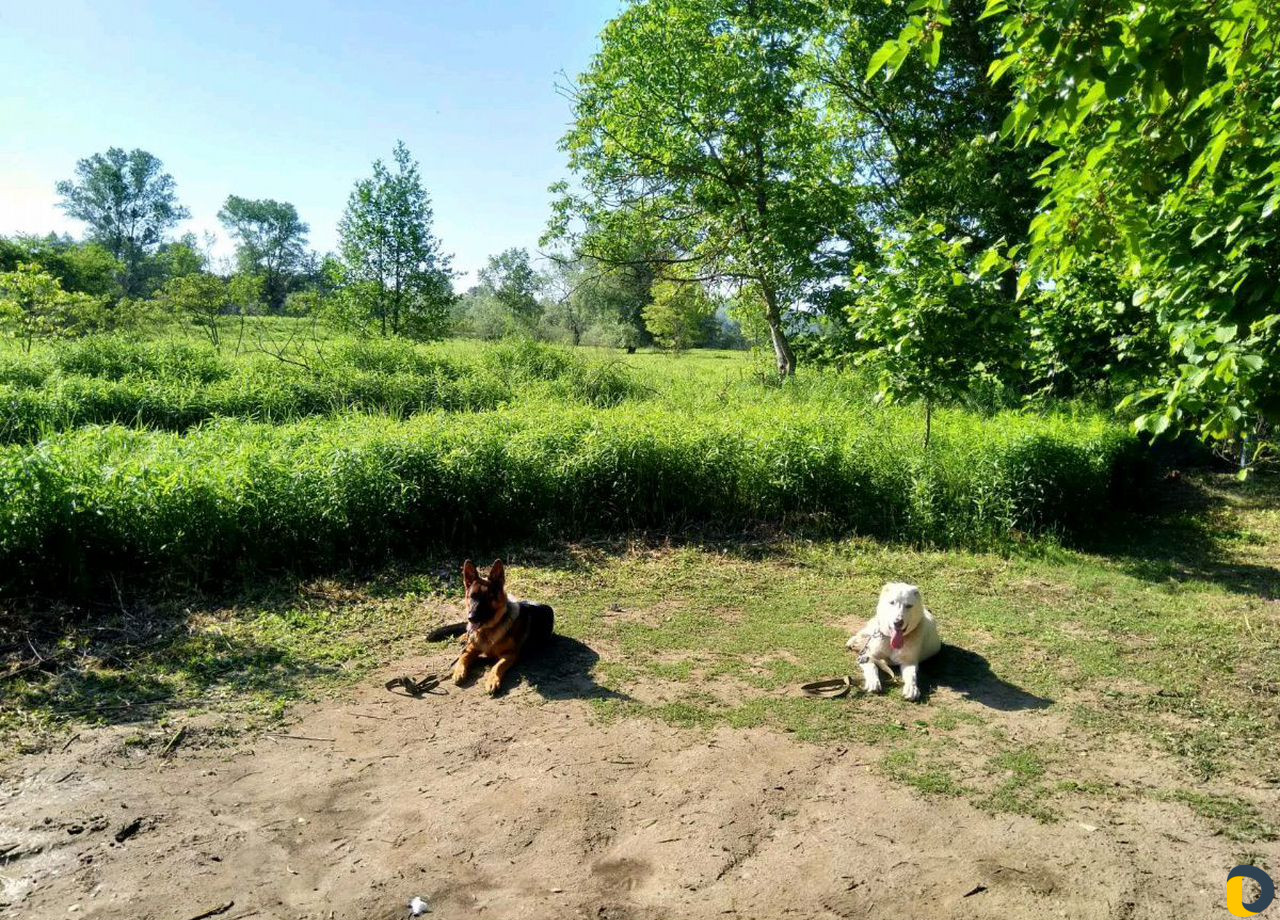 Дрессировка собак