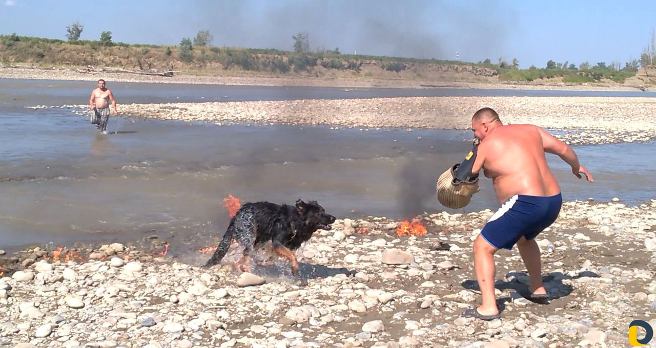 Дрессировка собак