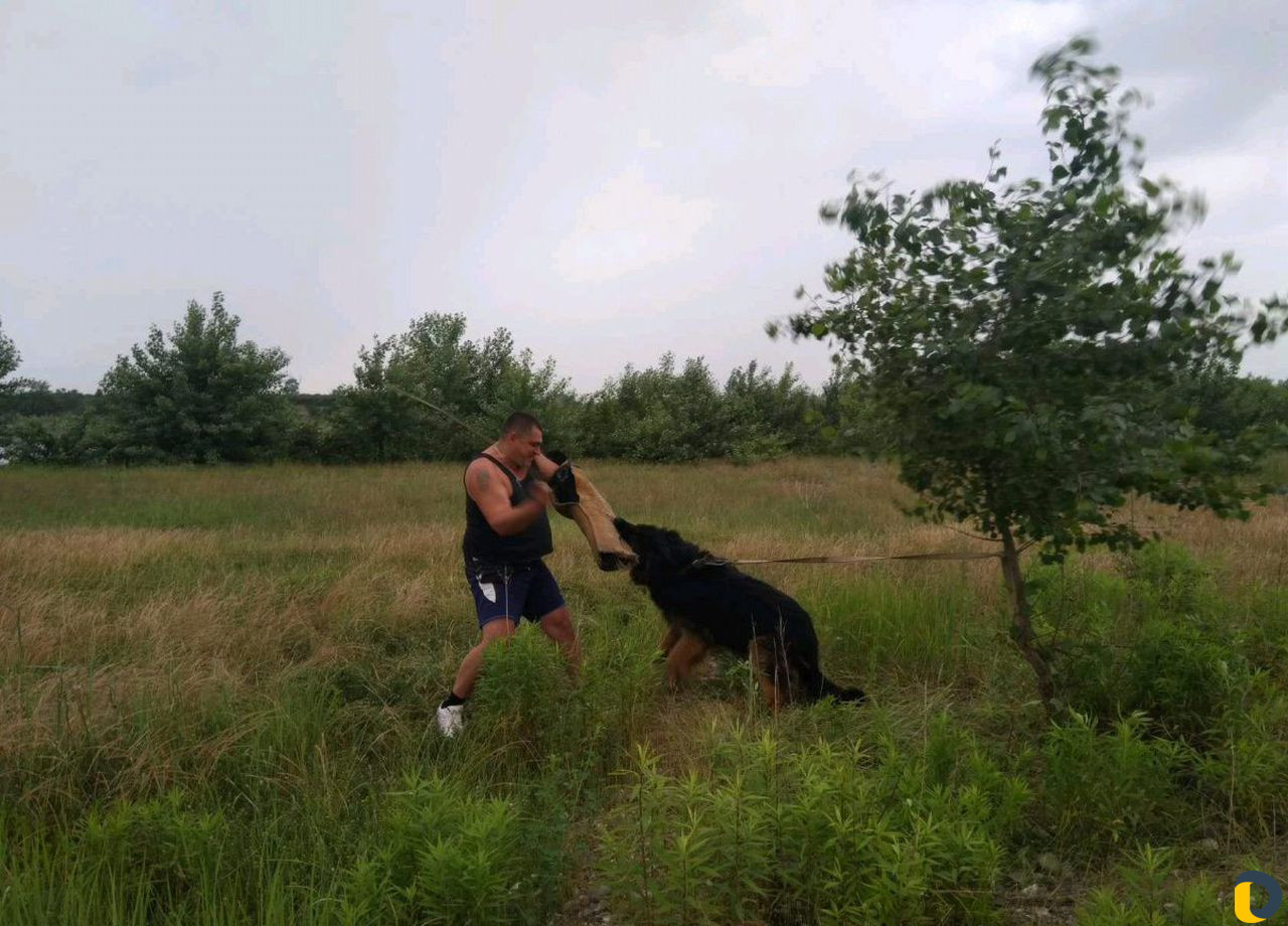 Дрессировка собак