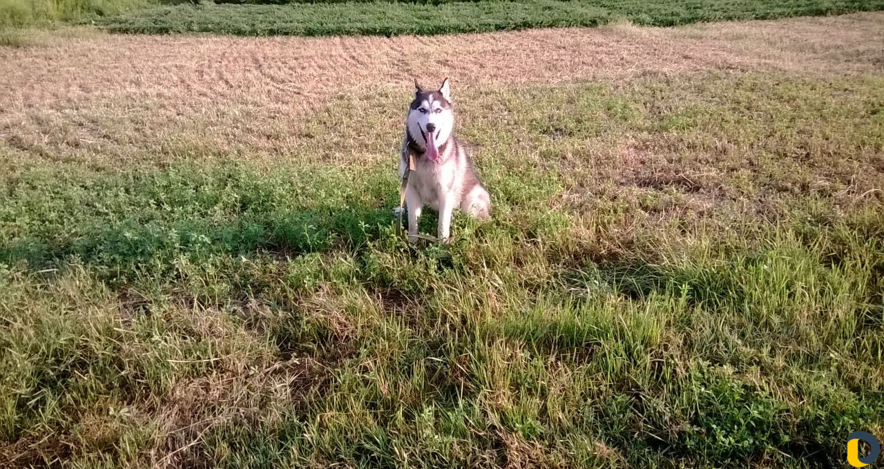 Дрессировка собак