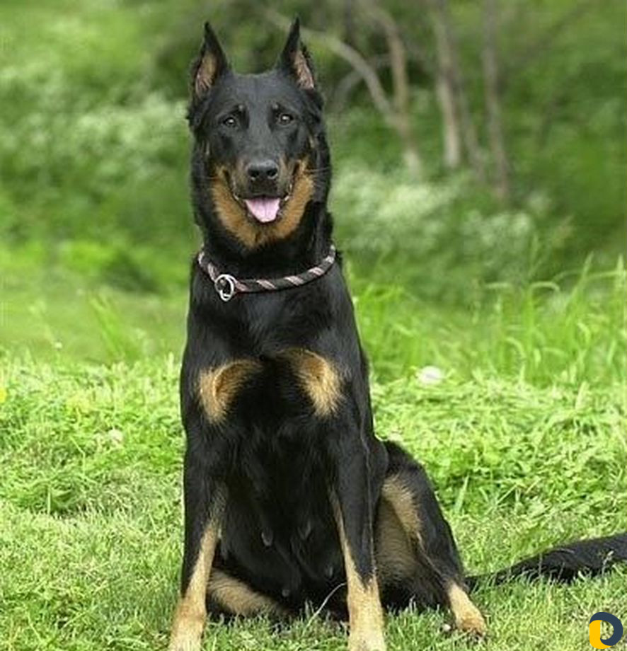 Дрессировка собак