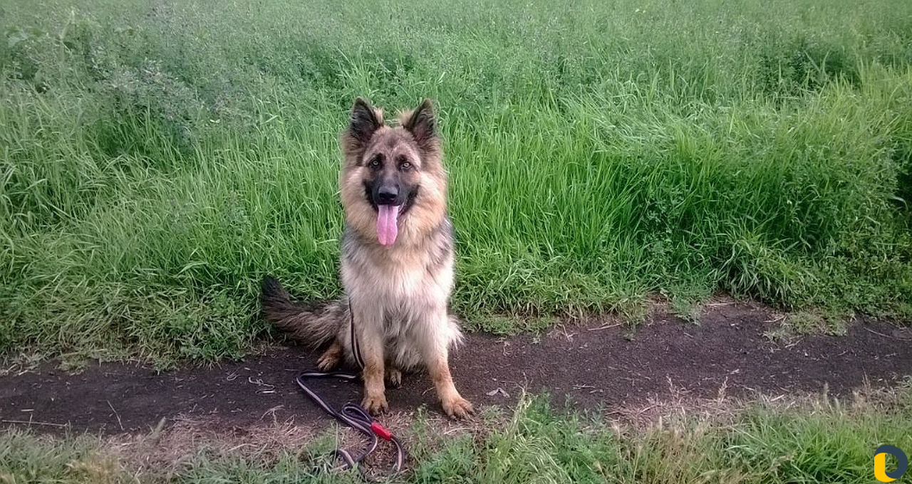 Дрессировка собак