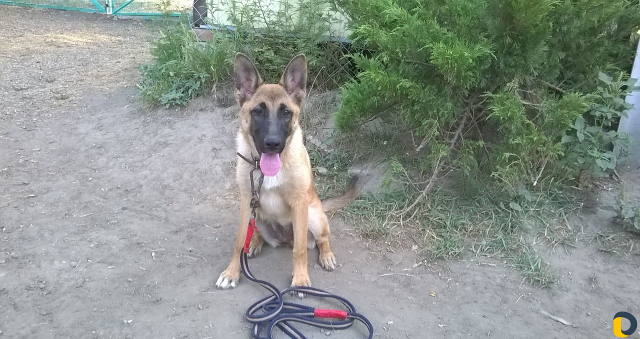 Дрессировка собак