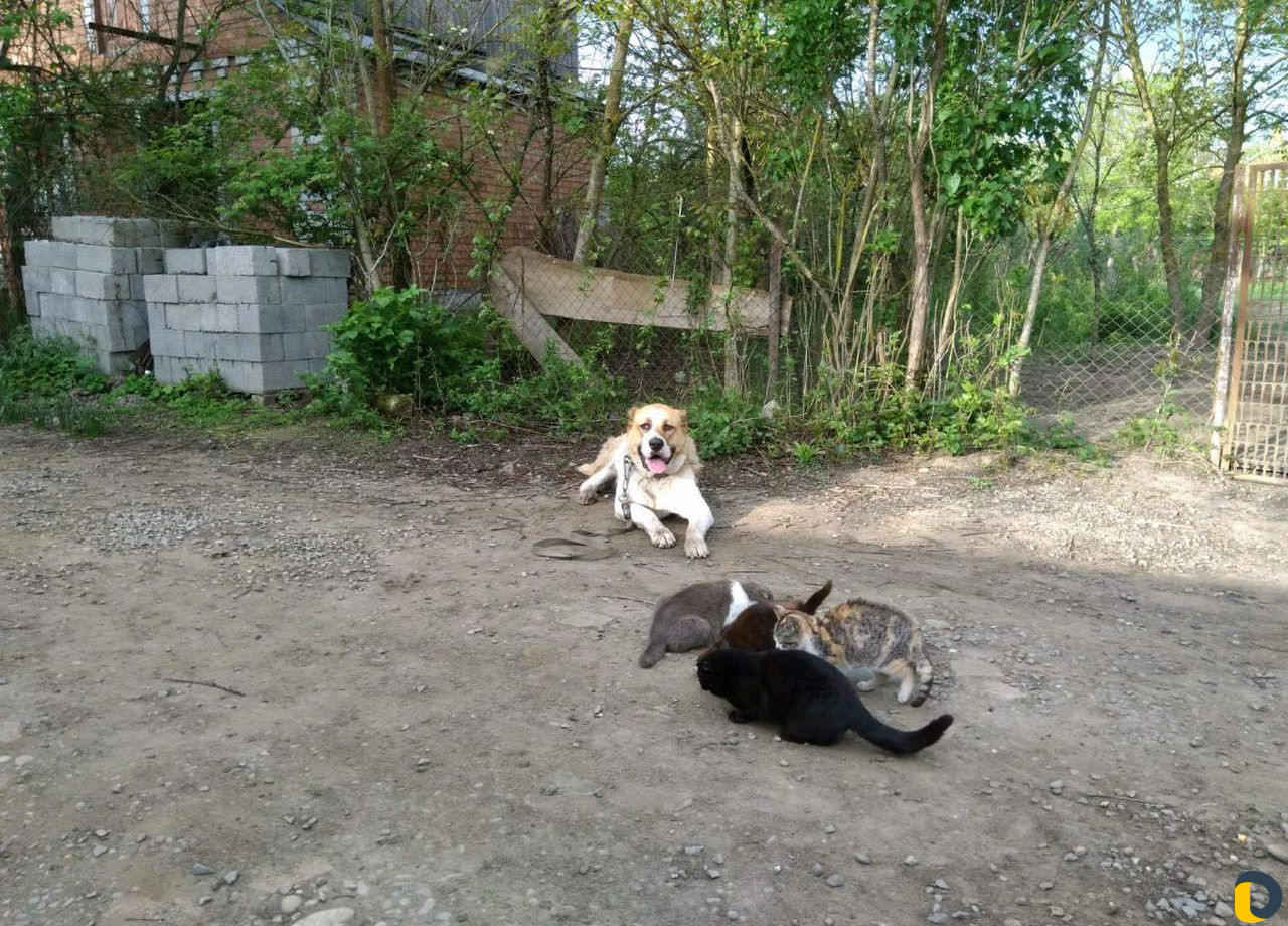 Дрессировка собак