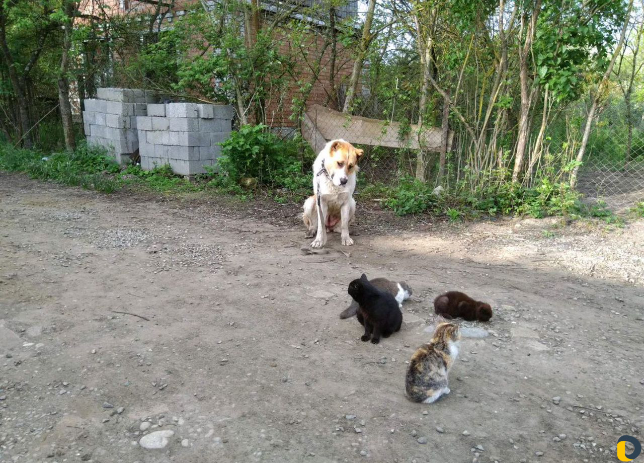 Дрессировка собак