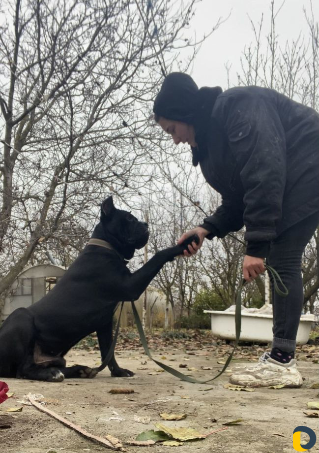 Дрессировка собак