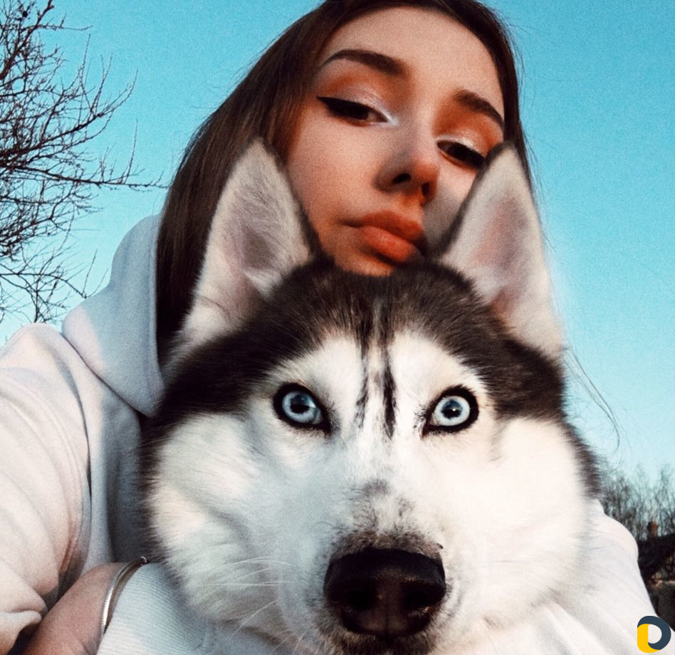 Дрессировка собак