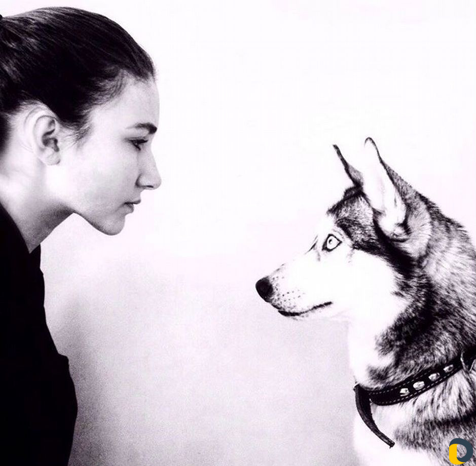 Дрессировка собак