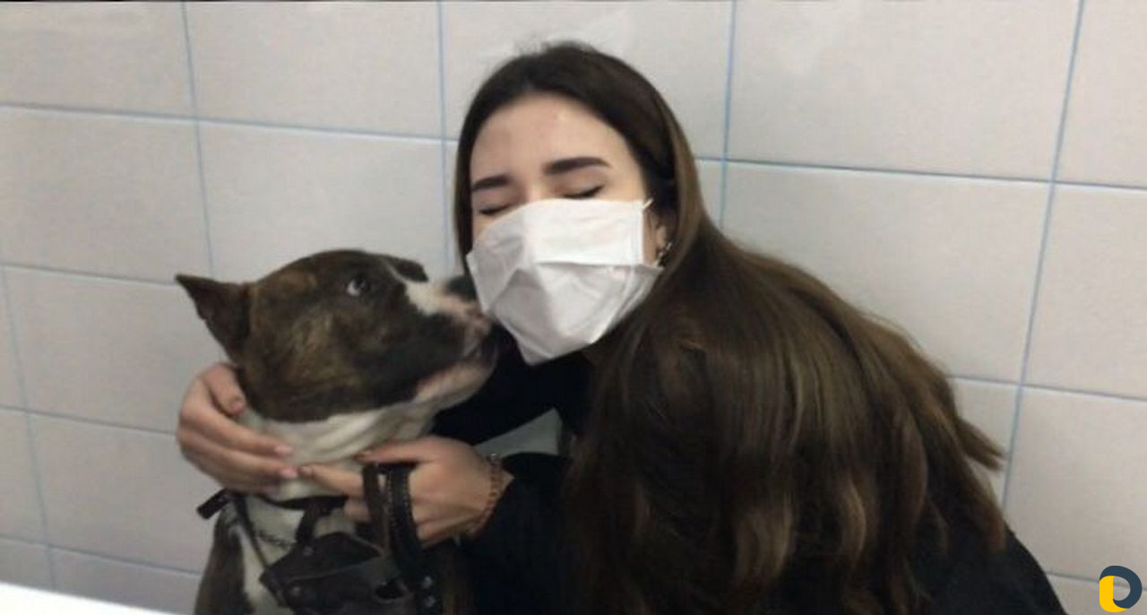 Дрессировка собак