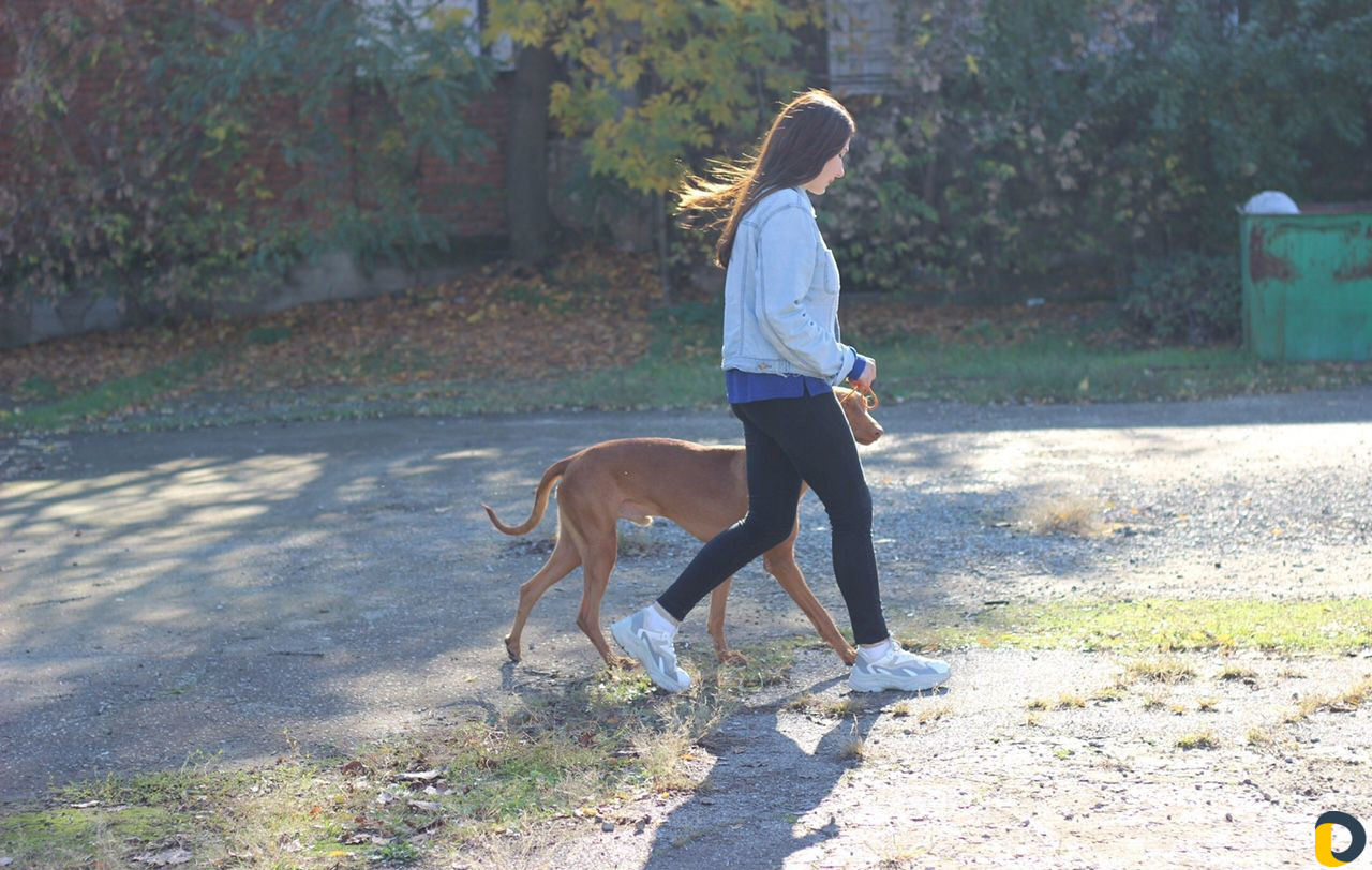 Дрессировка собак