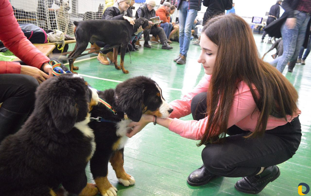 Дрессировка собак