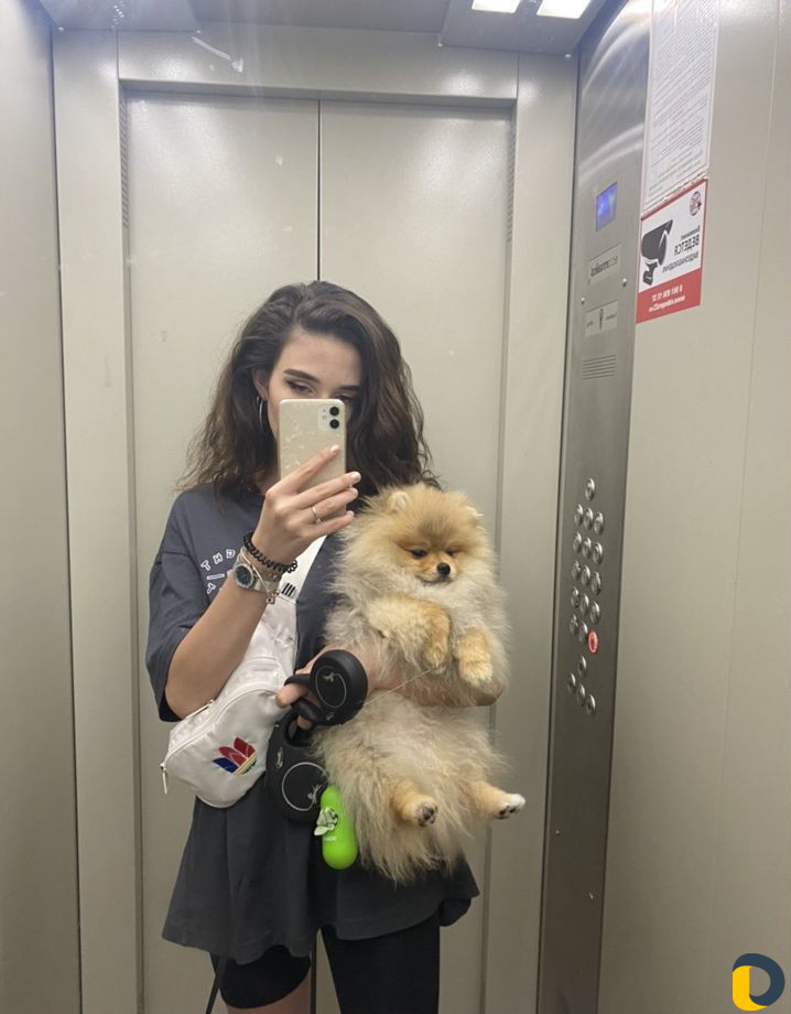 Дрессировка собак