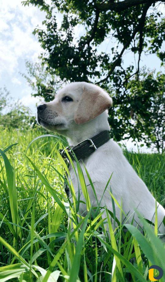 Дрессировка собак