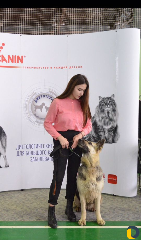 Дрессировка собак